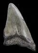 Partial, Megalodon Tooth #39969-1